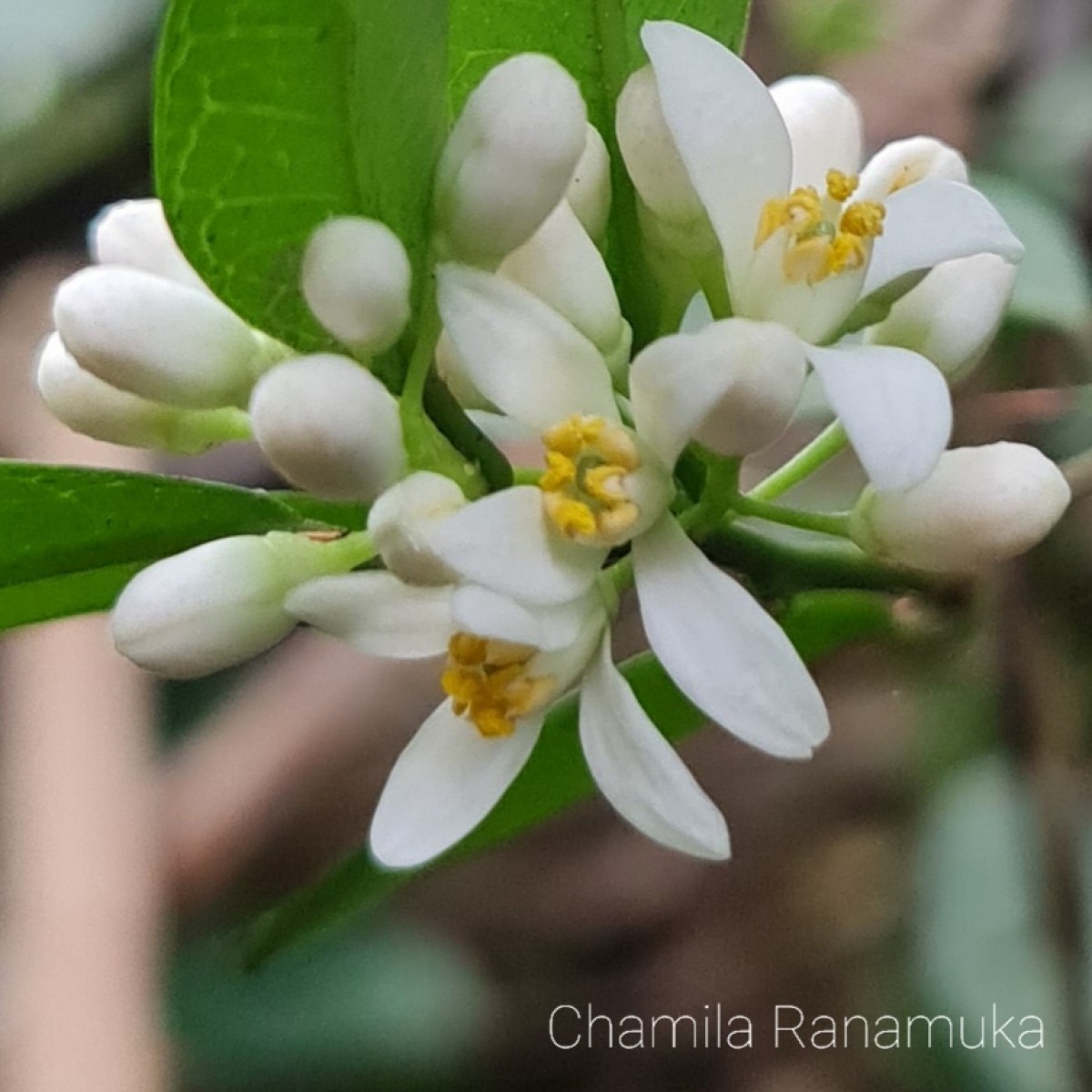 Atalantia ceylanica (Arn.) Oliv.